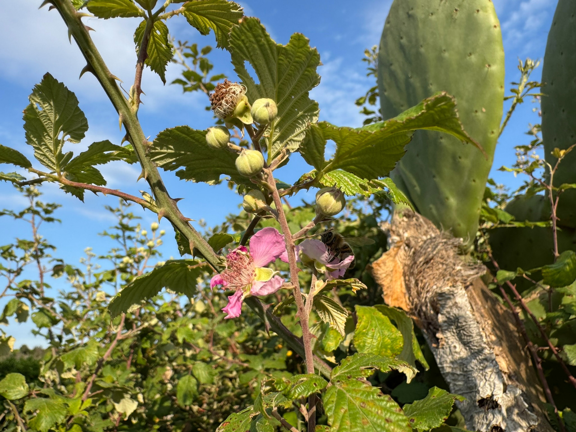 Bramble flower with bee