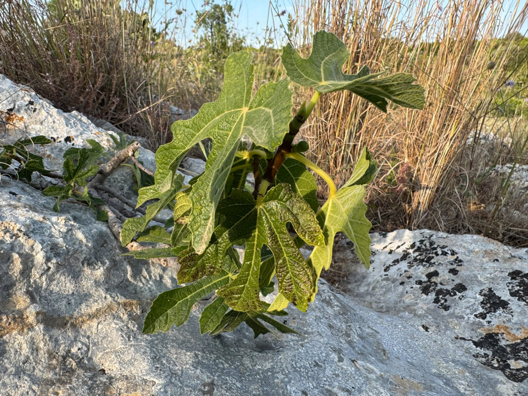 Young fig growing from limestone