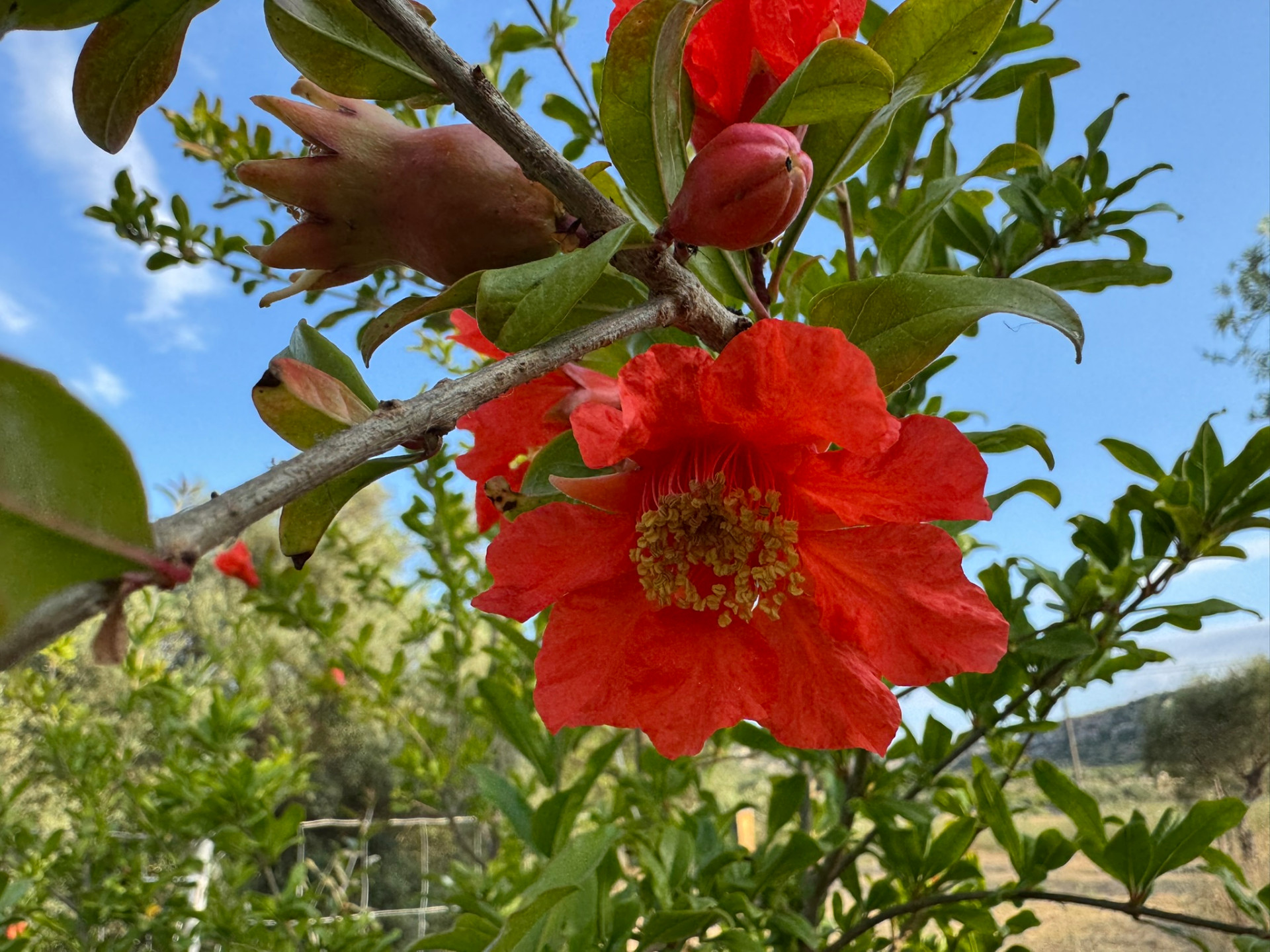Pomegranate blossom on the land