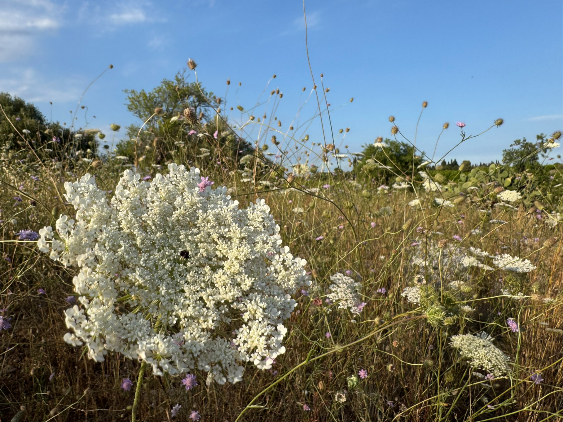 Wild flowers of the land
